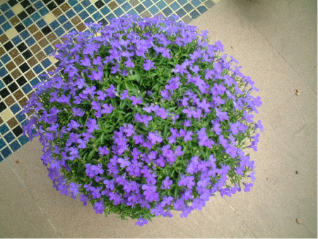 Lobelia pitica albastra, planta anuala, flori mici, (0.1 gr) Agrosem