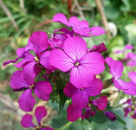 Lunaria-Pana Zburatorului (0.8 gr) planta bianuala decorativa, flori roz, fructe uscate albe-aurii, Agrosem
