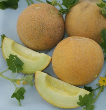 Magyar Kincs (2000 seminte) pepene galben, tip Turkestan, Agrosel