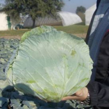 Marloo F1 (1000 seminte) de varza, capatana uniforma si ferma, rezistenta mare la crapare si boli, Sakata