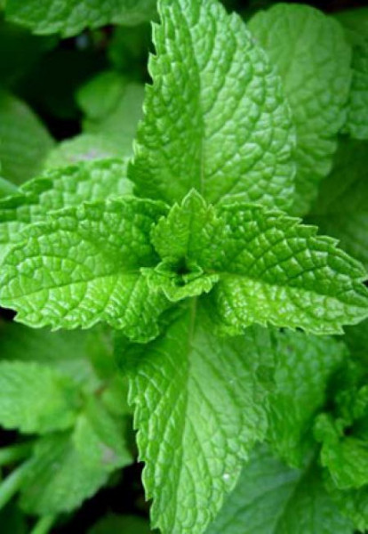 Menta dulce (800 seminte) de menta dulce cu aroma specifica indicatii terapeutice de ameliorare a durerilor de cap stres si are o actiune stimulanta si invioratoare, Florian