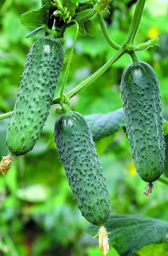 Merengue F1 (1000 seminte) castraveti tip cornichon, Seminis