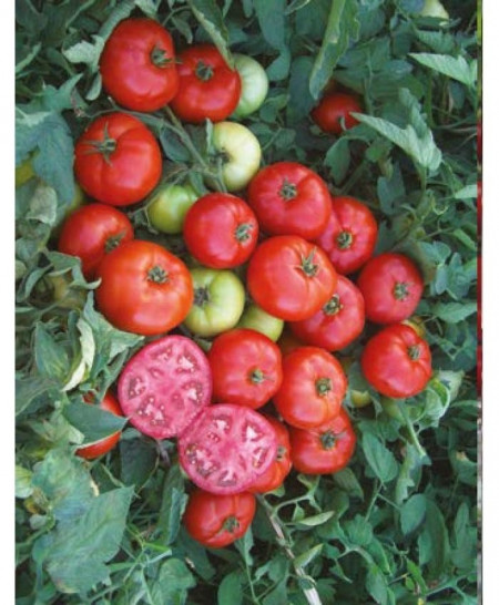 Meys F1 (1000 seminte) de rosii determinate ce prezinta productivitate mare ajungand la o greutate de 180-210gr/fruct, Yuksel