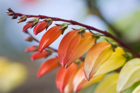 Mina Lobata Mix - Seminte flori de la Florian
