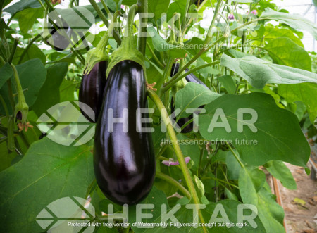 Minerva F1 (500 seminte) vinete timpurii negre lucioase si oval-rotune, Agrosel