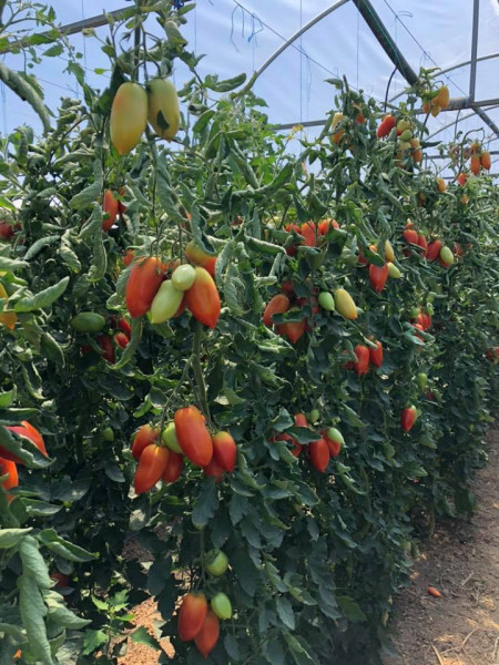 Mirely F1 (250 seminte) tomate prunisoara, crestere nedeterminata, Clause