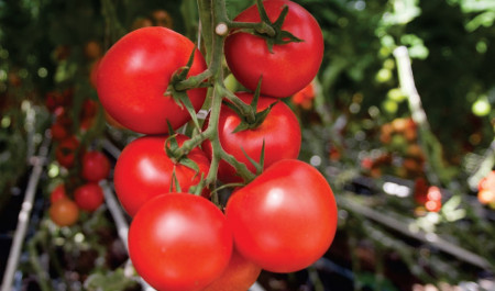 Moldoveanu F1 (100 seminte) de rosii cu ciclu prelungit, Agrosel