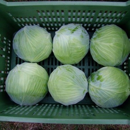 Mucsuma F1 (2500 seminte) varza alba cu perioada de vegetatie de 120-130 de zile toate testele aratand ca varza Mucsuma este unul dintre cei mai promitatori hibrizi tardivi, Rijk Zwaan