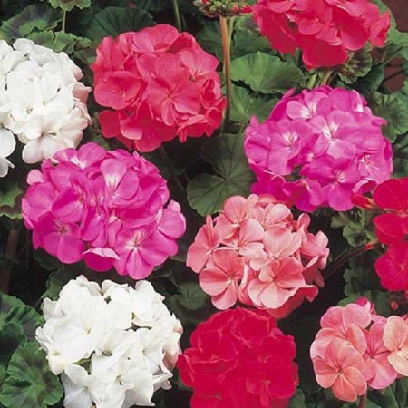 Muscate mix (3 seminte) flori simple, rosu, roz, violet, alb, Agrosem