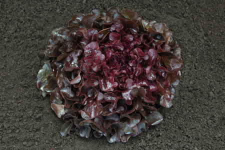 Oakly (5000 seminte drajate) salata tip oakleaf, 350-450 gr, Bejo