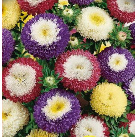 Ochiul Boului Bicolor Mix (200 seminte) flori anuale Ochiul Boului, combinatie de petale colorate si centrul alb, Agrosem