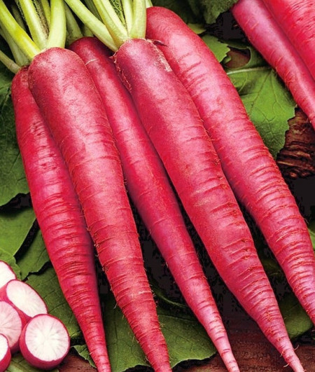Ostergruss Rosa (4 gr) seminte de ridichi de vara semilungi, conice, culoare roz-carmin, Agrosem