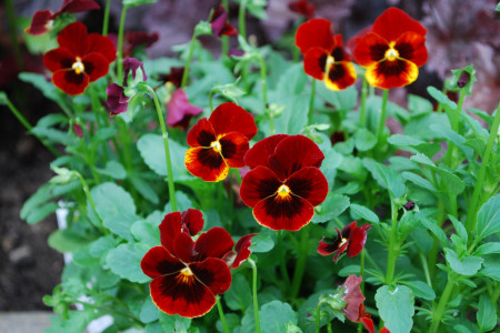 Panselute Evening Sun (0.15 gr) seminte de panselute rosii, Horti Tops