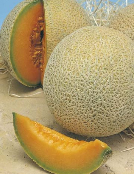 Pepene galben Hale's Best Jumbo (50 seminte) pepene galben soi timpuriu, miez zemos, aromat, Agrosem