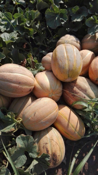 Pepene Galben Pobeditel F1 (100 gr) seminte de pepene galben feliati cu aroma excelenta Pobeditel, IZK Bulgaria