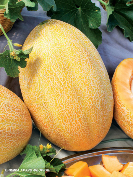 Pepene galben Sweety F1 (600 seminte) tip ananas cu miez portocaliu, Florian