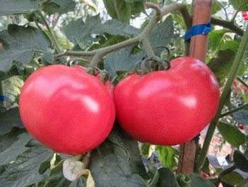 Pink Wave F1 (500 seminte) de rosii crestere nedeterminata vigoare medie cu fructe uniforme rotunde de culoare roz ce pot atinge 200-250 gr/fruct, Cora Seeds