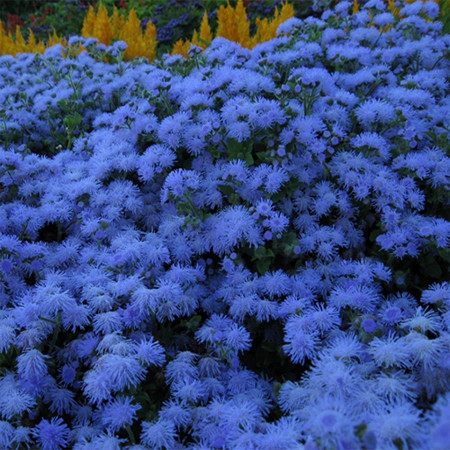 Pufuleti albastri (0,2 g), seminte de planta anuala cu flori albastre, foarte decorative, Agrosem
