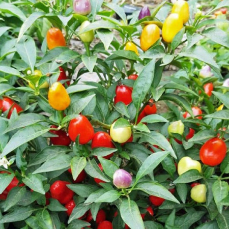 Pyramid (250 seminte) ardei chili iute, Profit Seeds