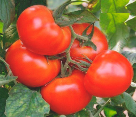 Rally F1 (20 seminte) tomate cu fructe mari lucioase, fara capac verde, Enza Zaden