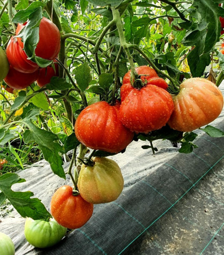 Red Pear (60 seminte) rosii in forma de para soi italian clasic tip Beef, ChemyFarm