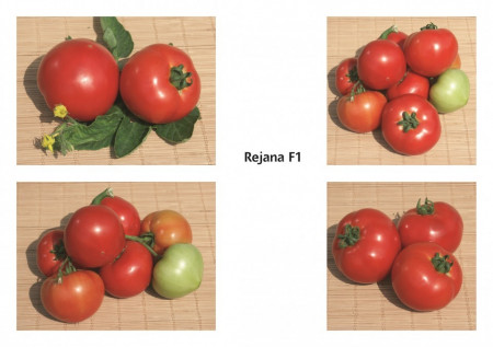 Reyana F1 (50 seminte) tomate cu crestere nedeterminata semitimpurii, Geosem Bulgaria