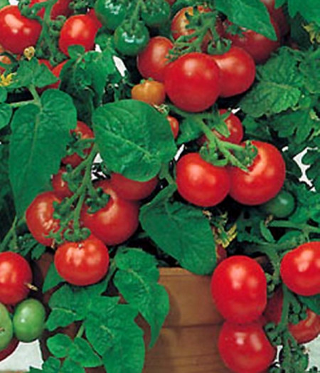 Rosii Balkonzauber (150 seminte), tomate curgatoare pentru balcon, Agrosem