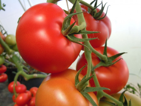 Rosii La Moneda F1 (300 seminte) tomate nedeterminate, hibrid si productie excelente, Superior Seeds