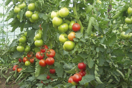 Rosii OPAL BG F1 - 1 gr - Seminte de tomate nedeterminate semitimpurii Gust excelent
