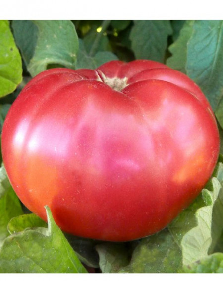 Rozov Gigant Pomodoro (60 seminte) tomate roz soi gigant clasic bulgaresc, gust si aroma deosebite tip Beef, ChemyFarm