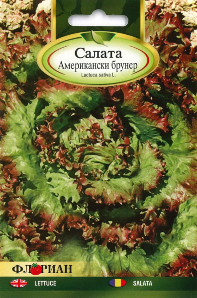 Salata American Brown - 2 g - Seminte de Salata Soi timpuriu Florian Bulgaria