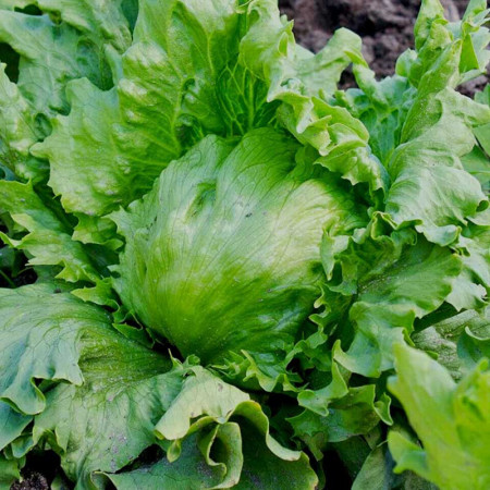 Salata Great Lakes (1500 seminte) salata iceberg capatana mare, crocanta, Agrosem