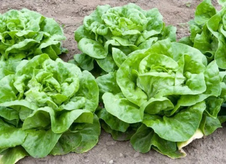 Salata Imperial Winter (12.000 seminte) salata de iarna rezistenta la temperaturi scazute, Agrosem