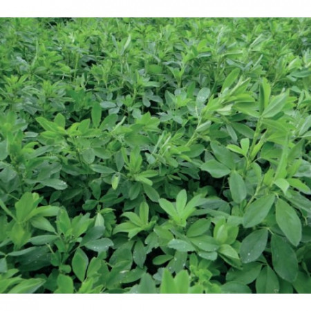 Seminte lucerna Gea (10 kg), rezistenta la seceta si ger, Florian Bulgaria