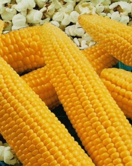 Seminte porumb de floricele Pop Corn (15 gr) Agrosem