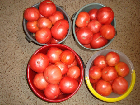 Seminte tomate Roz de Haskovo (Haskovski), 0.2 gr, soi roze nedeterminat fructe mari, gust excelent