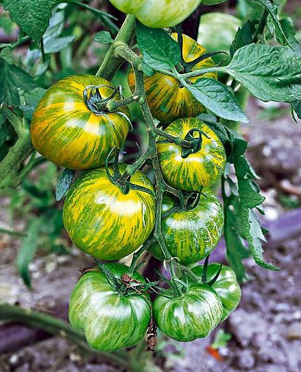 Smarald (100 seminte) rosii soi exotic de culoare verde cu striatii galbene, Agrosel