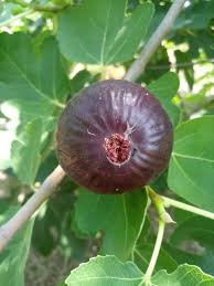 Smochin Turca (ghiveci 3 l), butasi de smochini fructe coaja neagra, pulpa roz chihlimbar