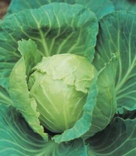 Sunta F1 (2500 seminte) de varza alba cu fruct rotund uniform compact rezistent la crapare si toleranta la frig care ajunge la maturitate dupa 55-60 de zile de la plantare, Takii Seeds
