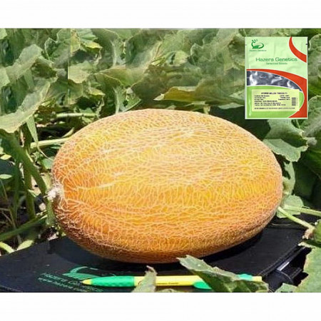 Tagus F1 (500 seminte) de pepene galben extratimpuriu tip ananas, Hazera