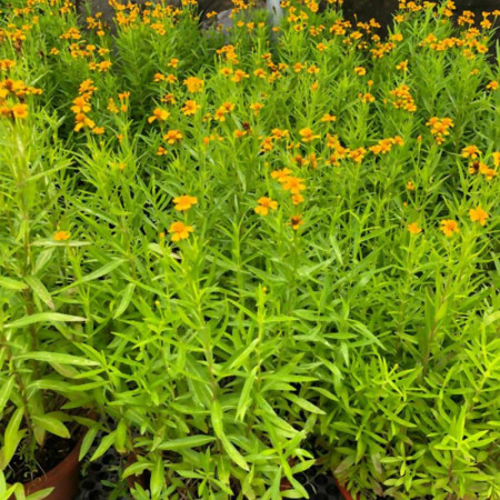 Tarhon (0.1 gr) seminte de planta aromatica, Agrosem