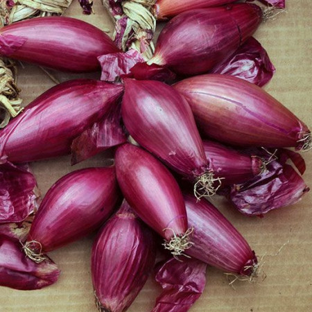 Tropea Rossa Lunga (100 grame) seminte ceapa rosie alungita, Profit Seeds