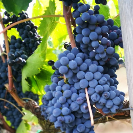 Vita de vie Cadarca, butas de vita de vie soi romanesc, ideal pentru vinuri rosii de calitate superioara, Yurta