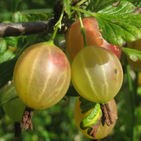 Agris galben Hinnonmaki Gelb (1 butas), arbust fructifer agris, soi autofertil rezistent la boli, Yurta
