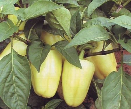 Amy (10 gr) seminte de ardei gras cu fructe piramidale de culoare galben crem foarte atractive, Semo Cehia