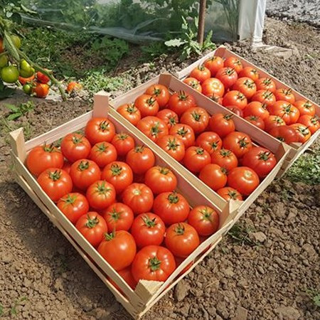 Asia (Eurasia F1) (1000 seminte) de rosii nedeterminate cu fructe mari ferme si rotunde avand o greutate de 240-250 grame, Yuksel