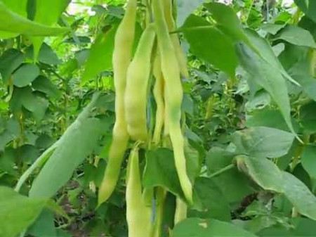 Auria Bacaului (60 gr) seminte de fasole urcatoare galbena cu pastaie lata, Agrosem