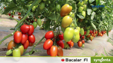 Bacalar F1 (500 seminte) de rosii nedeterminate, Syngenta