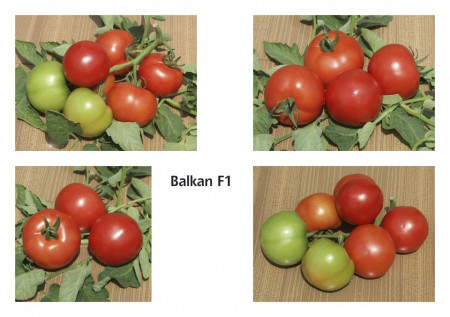 Balkan F1 (1000 seminte) de rosii semideterminate extratimpuriu, Geosem