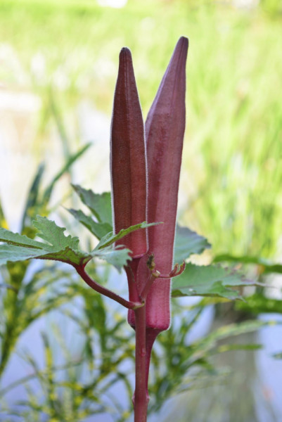 Bame rosii Burgundy (45 seminte) bame culoare visiniu inchis, foarte gustoase, Agrosem